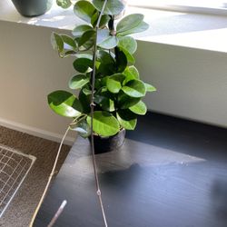 Hoya Australis Plant