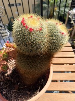 Barrel Cactus