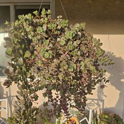 Mature Succullent In Hanging Planter