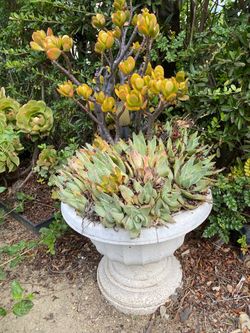 Plastic pot full of aloe brevifolia and tall jade