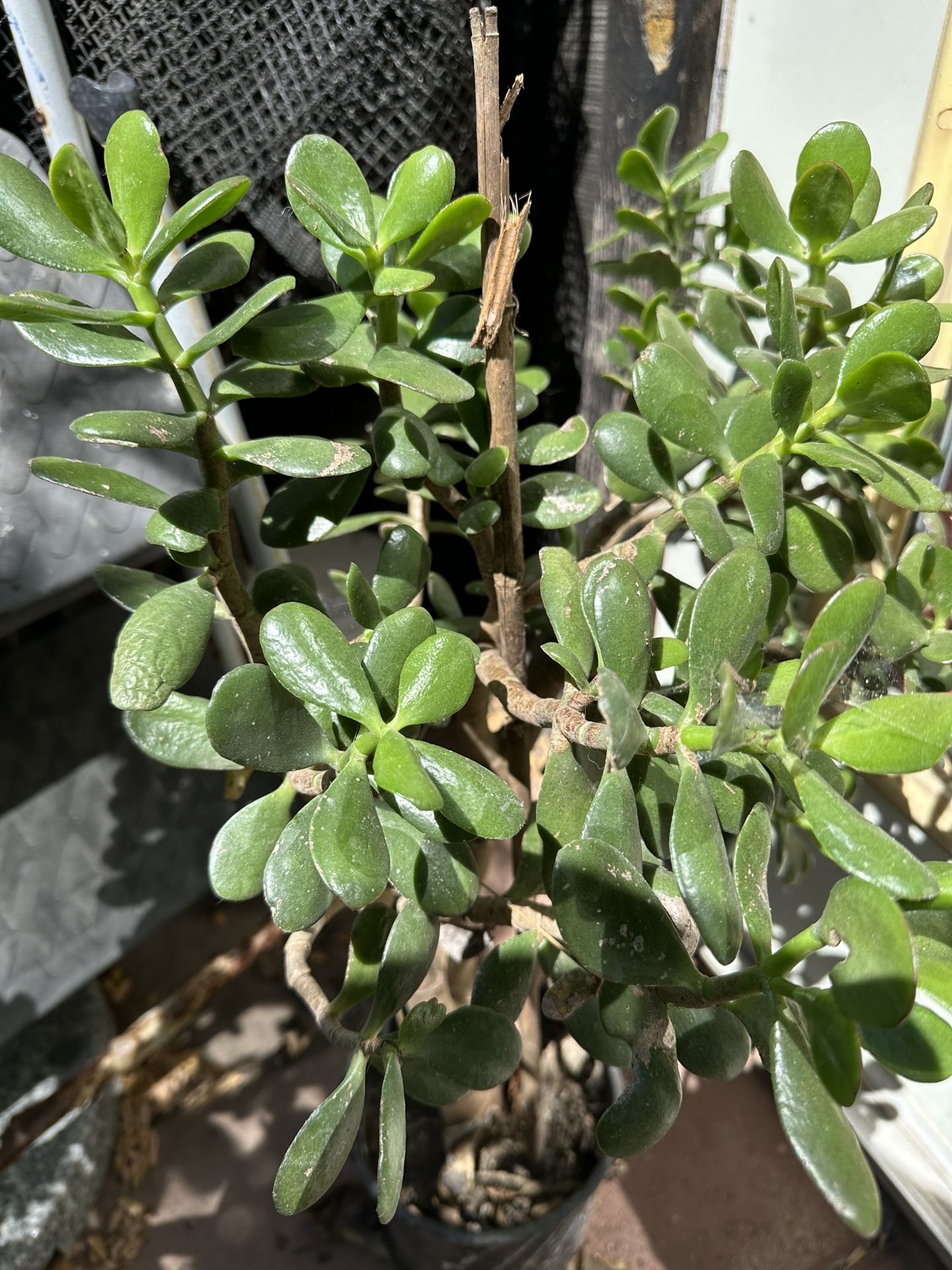 Jade plant