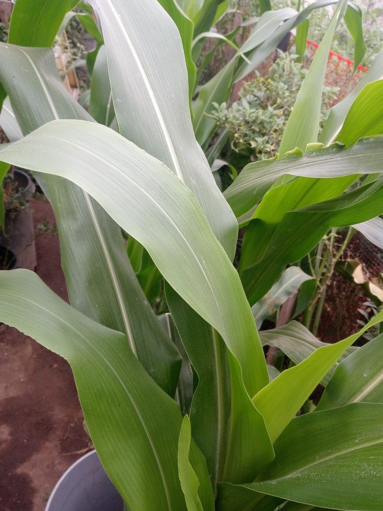 Milpa Y Hoja