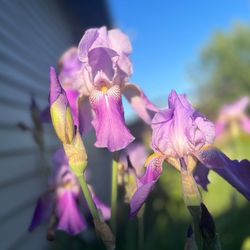 Light purple tall bearded iris rhizomes