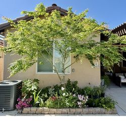 Japanese Maple trees 1 gal