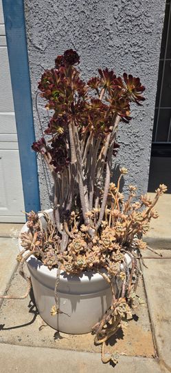 Variety of potted plants