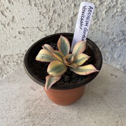 3 Inch Pot Succulent Plant - Unique Aeonium Sunburst Variegated - Rooted & Established - Drought Resistant 🪴
