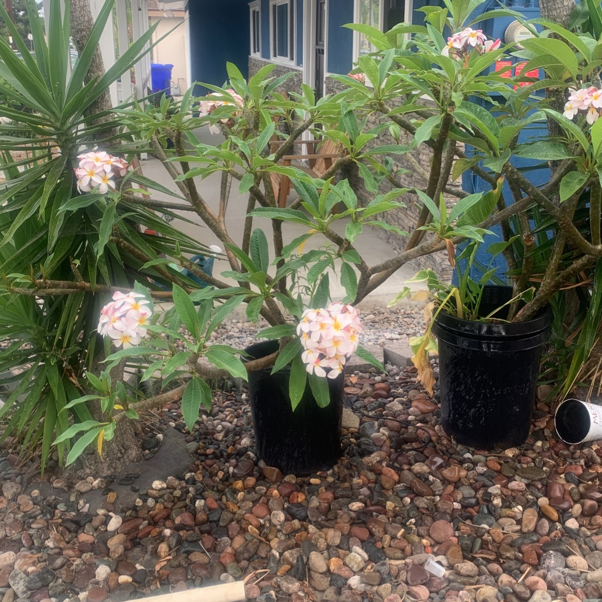 Plumeria for Sale in San Diego, CA OfferUp