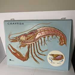 Hubbard Scientific Perch 3D CrayFish Anatomy Model Chart 1977