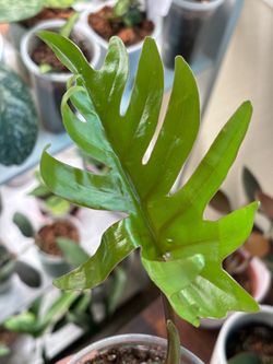 Philodendron Maoi plus Philodendron Burle Max