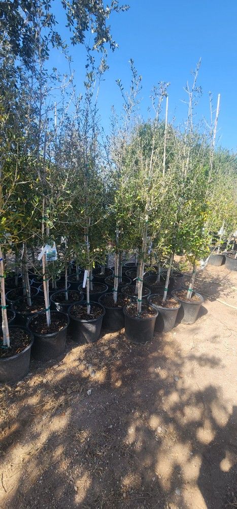 Live Oak Tree 7gallones 8ft Tall,All Products : American Fashion Style Bags On Sale