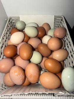 Fresh chicken eggs