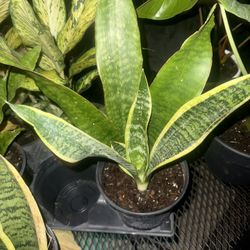 Snake  Plant 