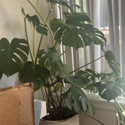6’ Tall Monstera With Pot 