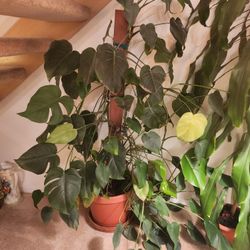 Large Monstera Deliciosa, Swiss cheese plant or split-leaf philodendron