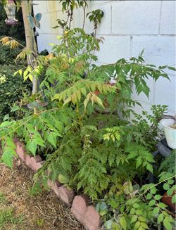 FREE I have this 3 small trees growing fast it same this big tree 🌳