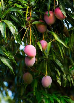 Mangoes Fresh From The Tree