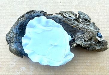 Beautiful - One of a Kind - Fish Shape Worm Wood Driftwood w/ Oyster Candle, Coral & Agate Eye