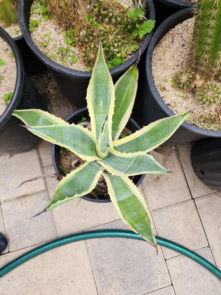 Agave Century Plant - Succulent, Several Available 