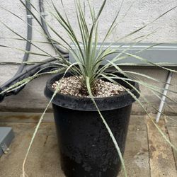 Silver Desert Spoon (Dasylirion wheeleri)