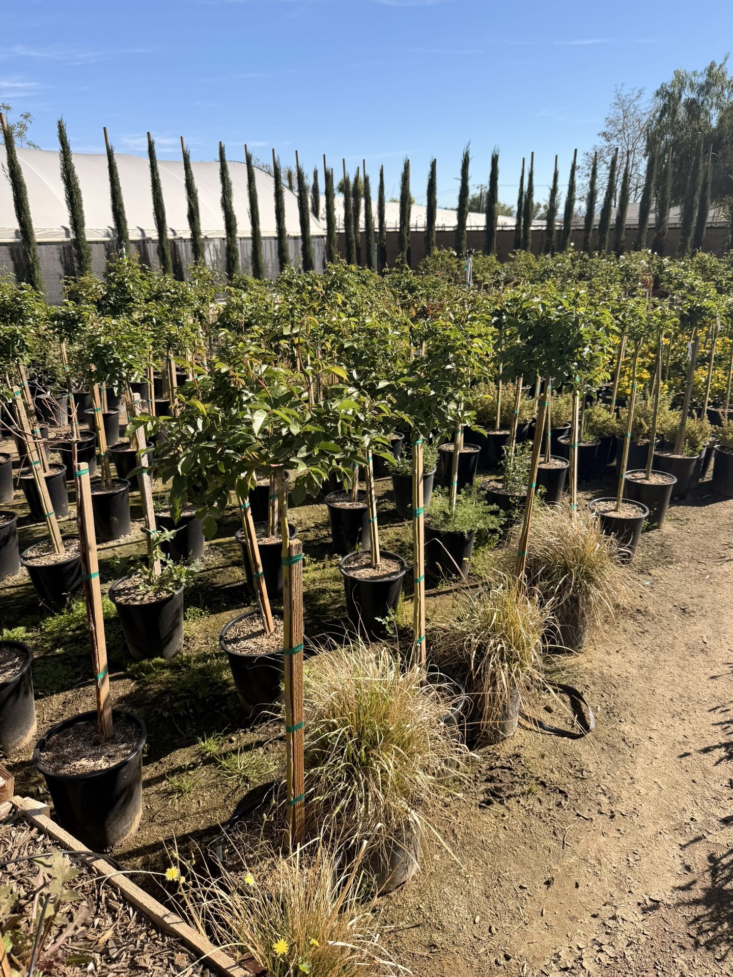 Trees Roses Red Mr Lincoln And White Icebergs