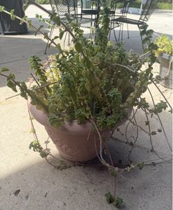 Large Geranium in Plastic Pot