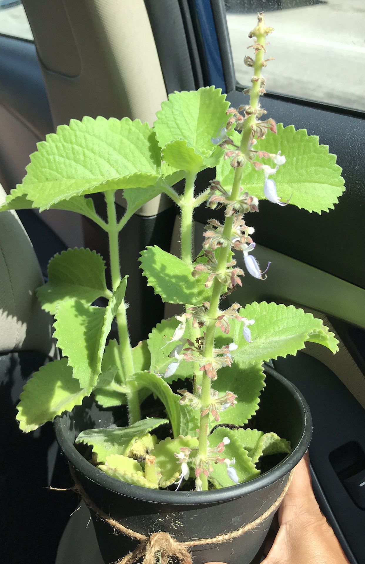Cuban oregano, Oregano orejon, Mexican Mint Plant.