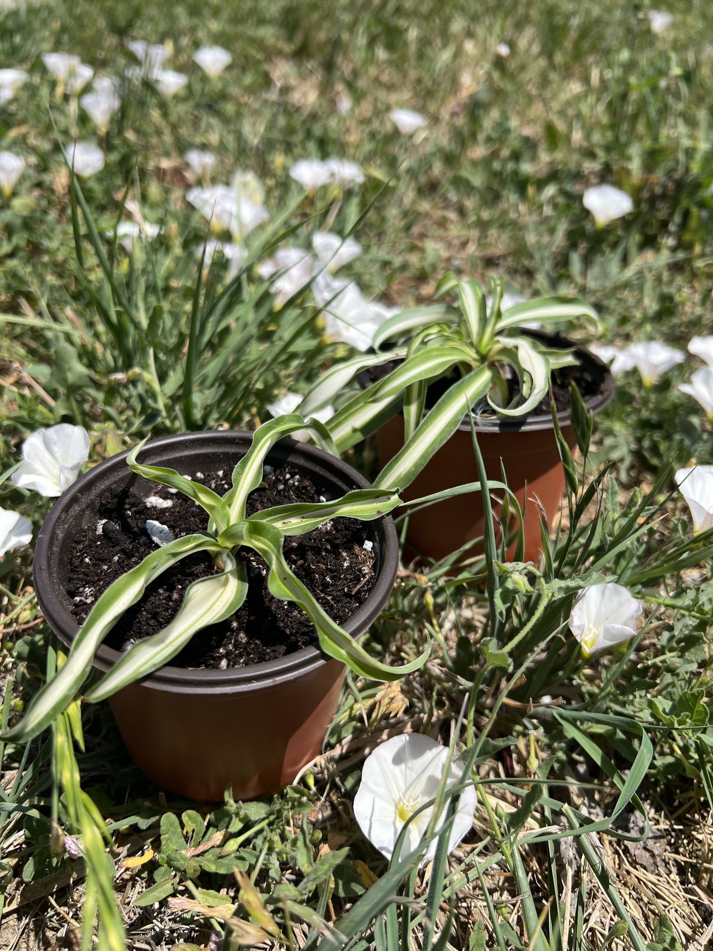 Spider Plants