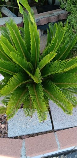 Variedad De Plantas