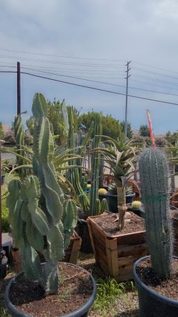 Cactus