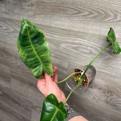 Philodendron Paraiso Verde 