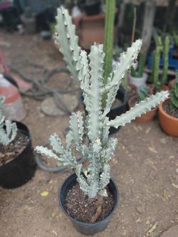 White Ghost Euphorbia Cactus 