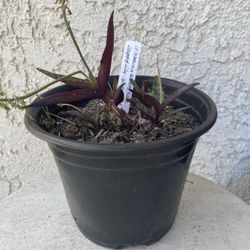 6 Inch Pot Outdoor or Indoor Plant - Rare Leopard  Plant Lily- Ledebouria Socialis - Silver Squill - Rooted & Established - Drought Resistant 🪴