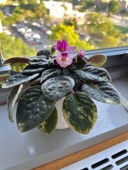 African violet in white pot. Might help to deliver local