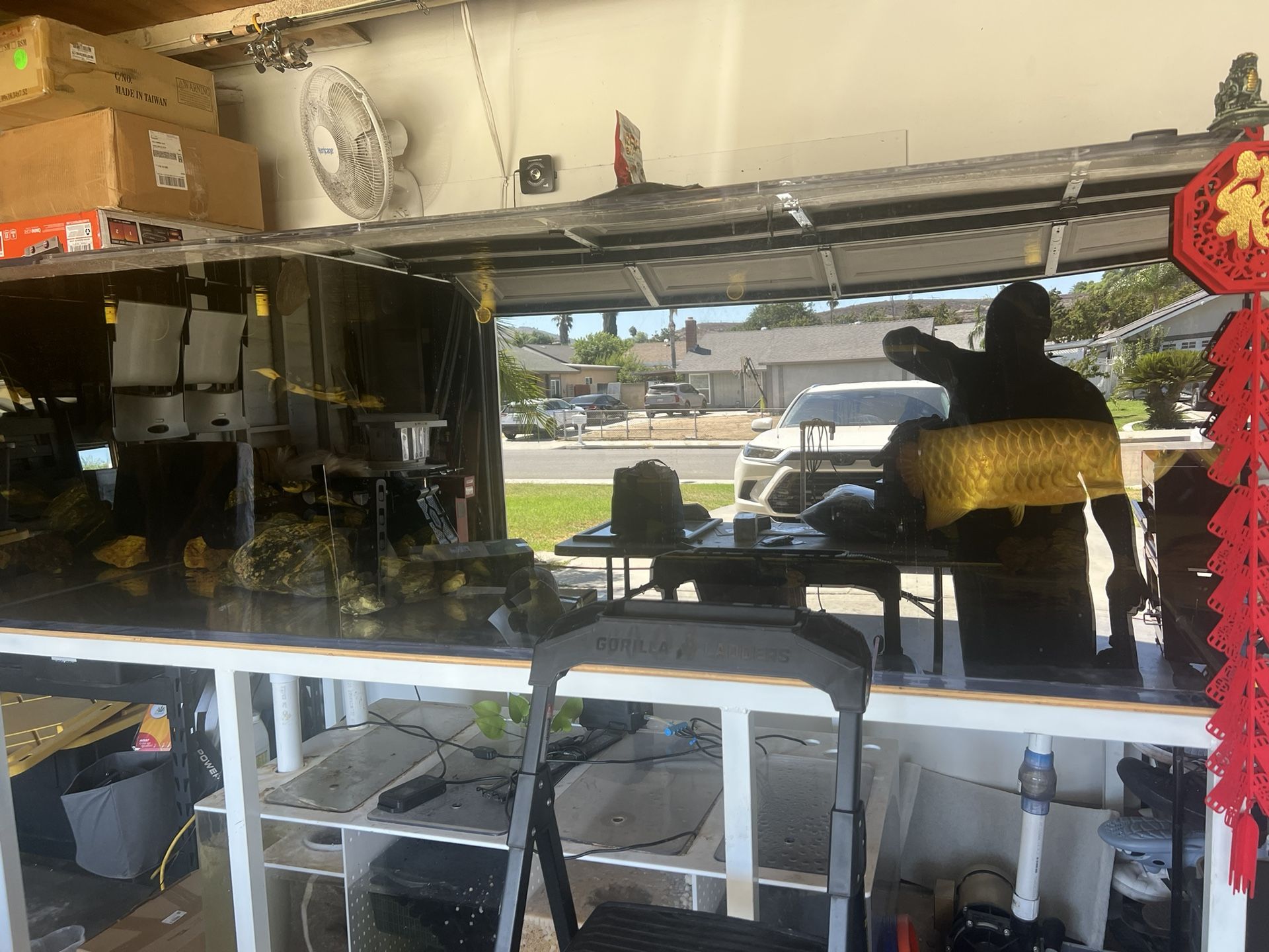 Fish Tank 