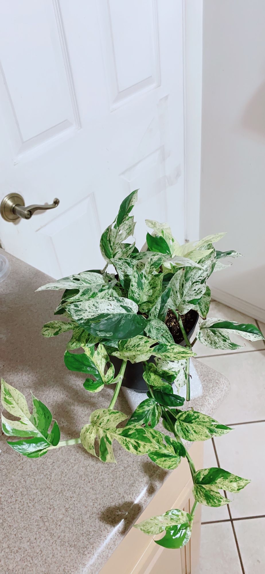 aralia plants BubbleBlooms Aralia Ming Stump Plant, Polyscias fruticosa in a 4 inch –  Florida House Plants main image 1