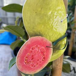 Pink Guava Trees/ Árboles De Guayabas Rositas $40.00 each 