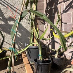 Sugar Dragón dragonfruit plant-around 34 inches