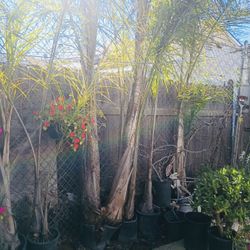 Palm Trees/ Palmas 🌴