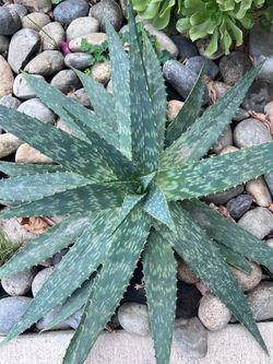 Aloe Vera