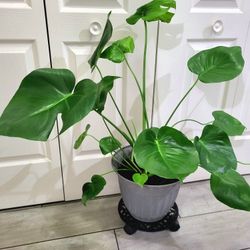 🌿Healthy Live Air Purifying Houseplant Monstera Deliciosa 31" Tall In Pot Diameter 12" ~ Easy To Grow