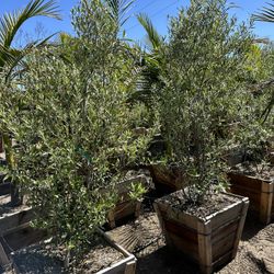 Olive Multi Trunk Tree