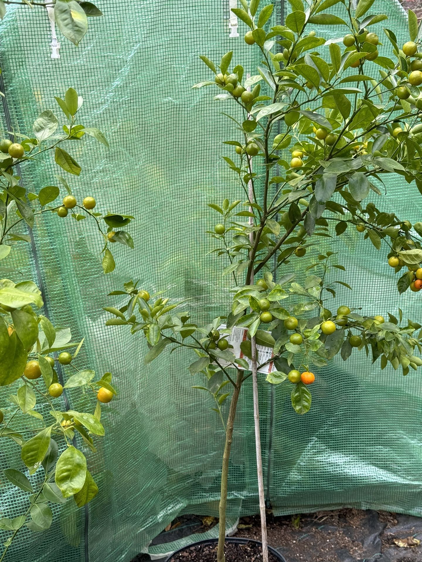 Fruiting Calamondins