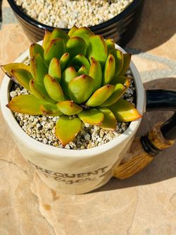 Echeveria Succulent in Halloween Broomstick Mug