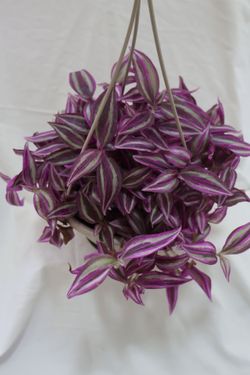 Pink Paradise plants