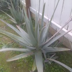 Olor Vera Plants Also 10 - 13 Inches= $12.00