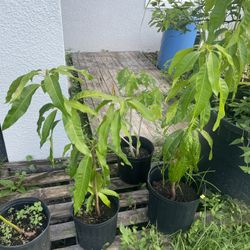 Mango Plants 
