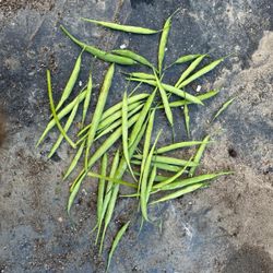 Organic Broccoli Seeds