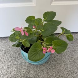 Begonia is a plant that blooms forever.