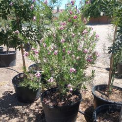 24 Desert Willow Tree