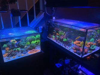 Beginner Sps Frags Available 